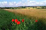 Meadow
