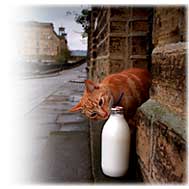 Saltaire cat