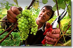 Grapes